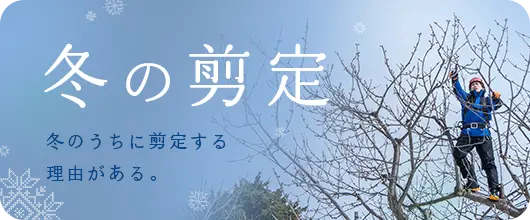 冬の剪定
