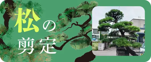 松の剪定