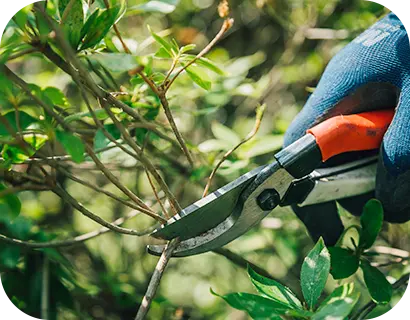 庭木の剪定